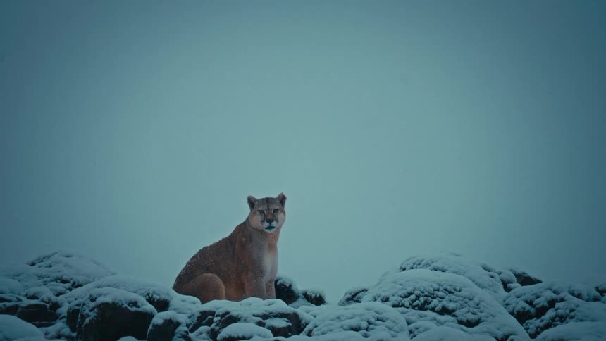 Cougar sitting on a mountain as snow falls