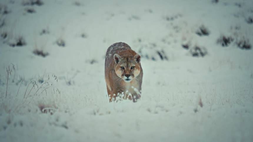 A cougar slowly walks through a snowy grassland