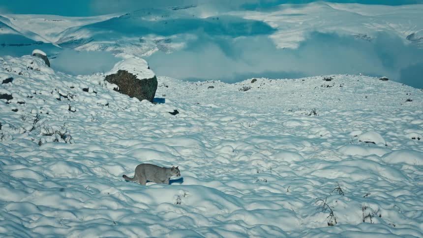 Puma walking across a snowcovered mountainous landscape