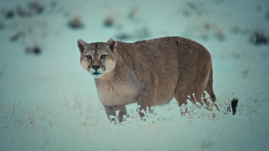 A cougar slowly walks through a snowy grassland