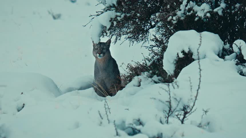 A mountain lion sits quietly in a deep snowbank next to a frosted shrub during a cold winter day