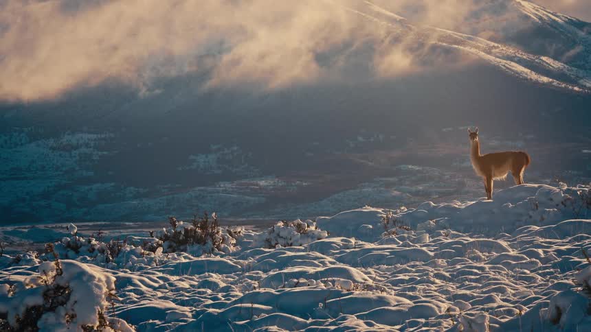 Guanaco standing on a snow covered field at the foot of a mountain