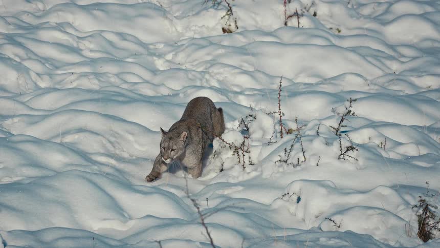 Lynx walking across snowcovered ground among shrubs