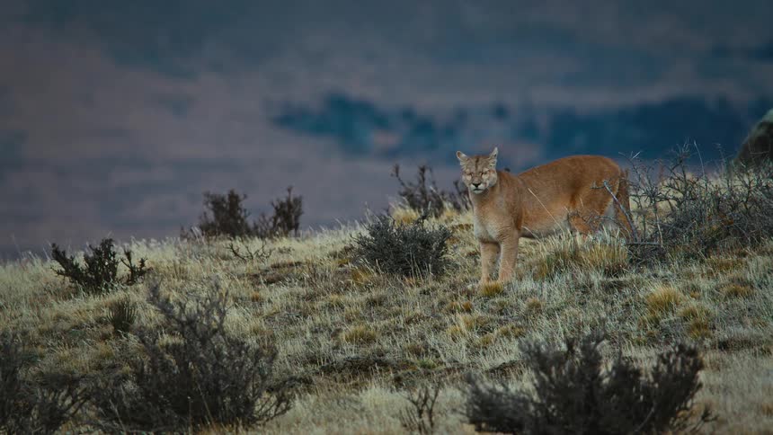Cougar standing on a mountainside looking around