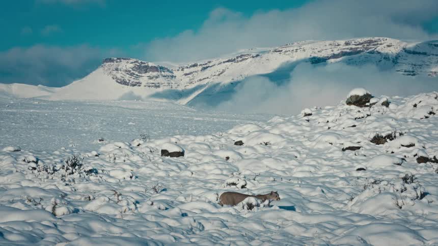 A cougar walking across a vast snow covered mountain landscape under a blue sky