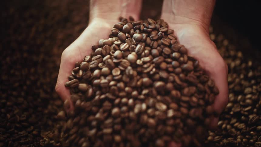 A person picking up coffee beans