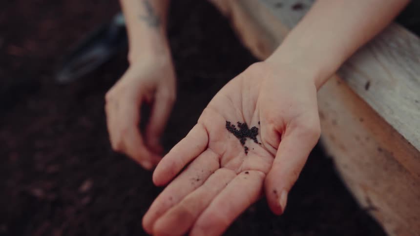 Hand holding small seeds above a soil garden bed