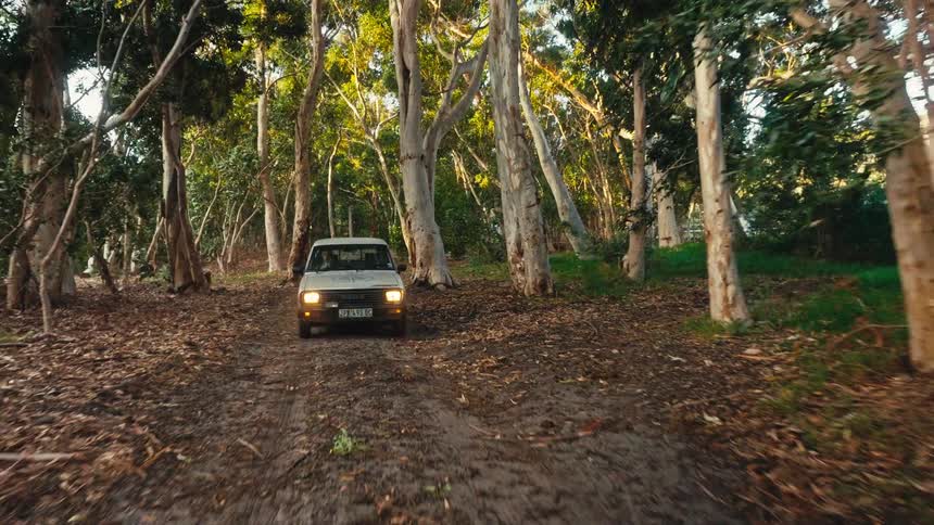 A vintage white car drives along a dirt path through a sunlit eucalyptus forest