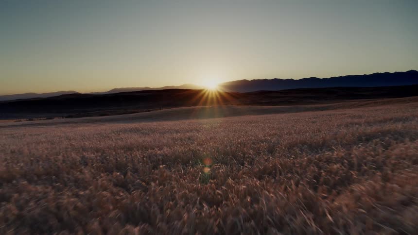 The sun is rising on the long grass field