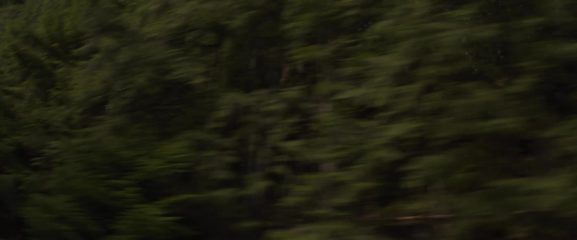 Blurred trees rush past against a gray sky suggesting motion through a dense forested landscape