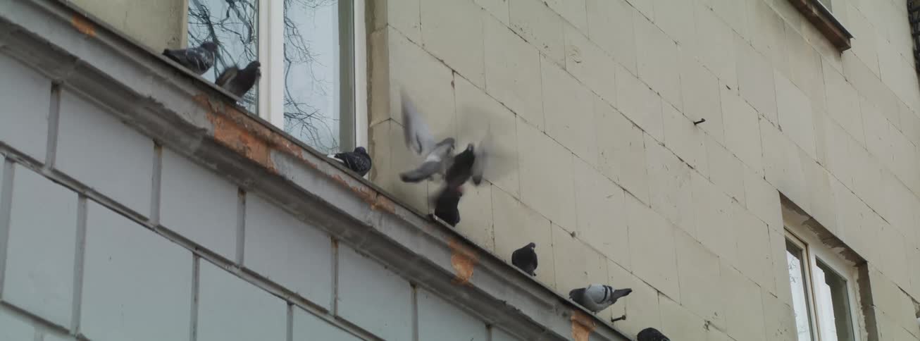 Pigeons perch and fly along the edge of a building beside a window