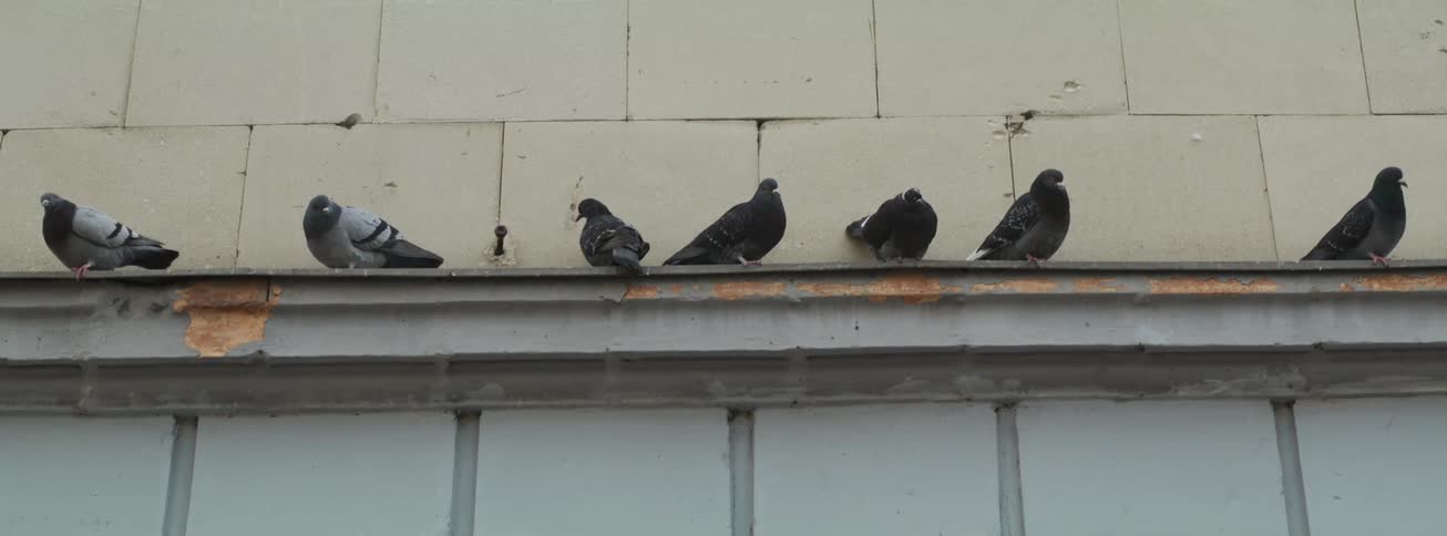 Seven dark pigeons are perched in a row along a narrow weathered ledge of a light colored concrete building