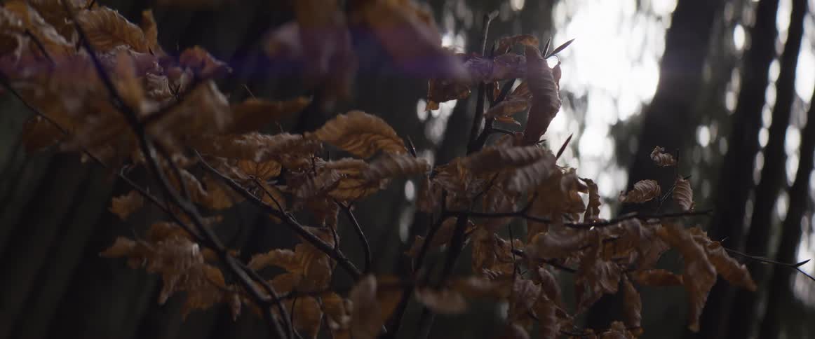 Dry leaves on tree branches with blurred forest in the background