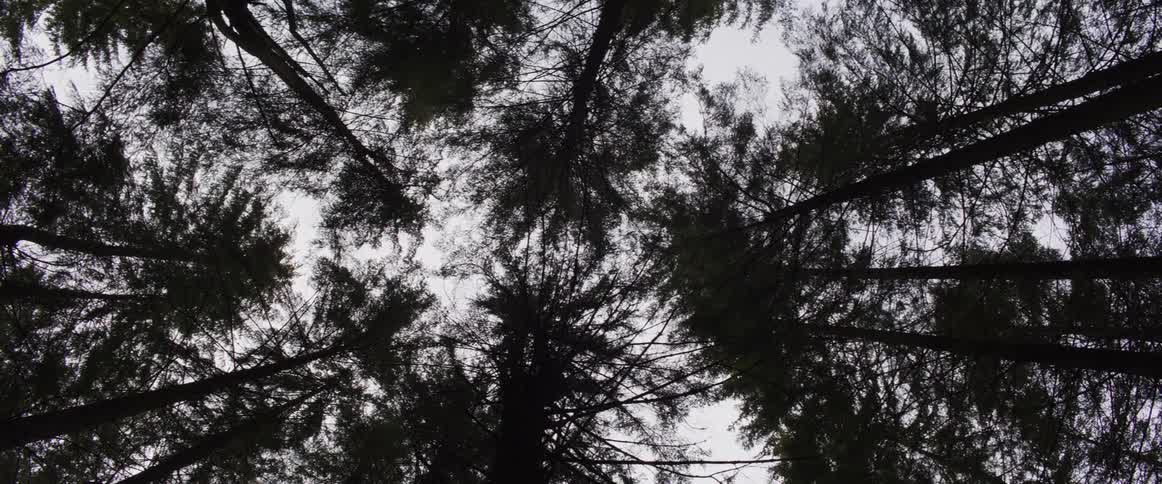Tall conifers silhouetted against the pale sky sway in the wind