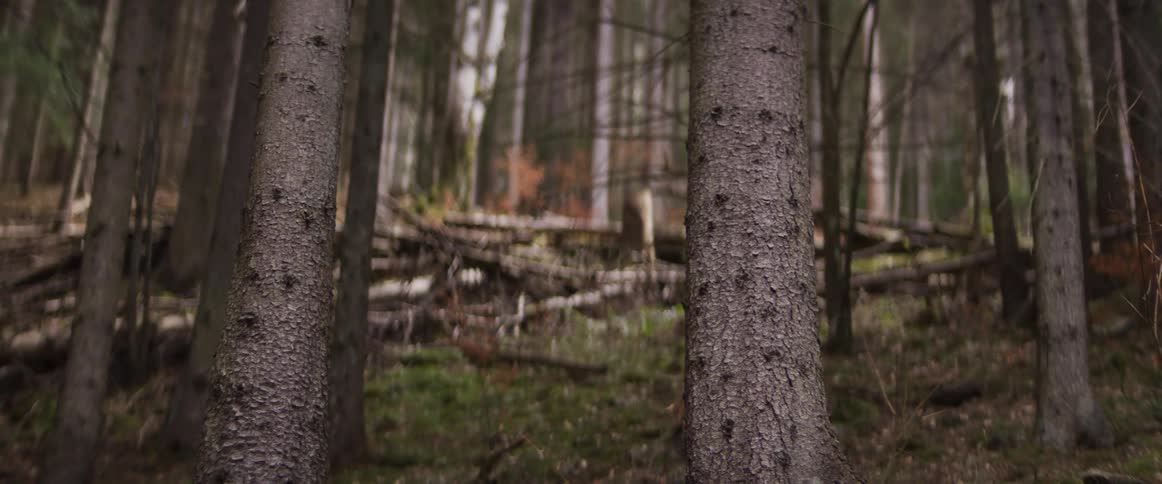Tree trunks in forest with fallen branches on the ground in the background
