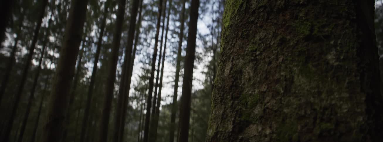 A close up view of a mossy tree trunk stands in the foreground while a dense forest of tall pine trees remains blurred in the background under a soft and natural light during the daytime