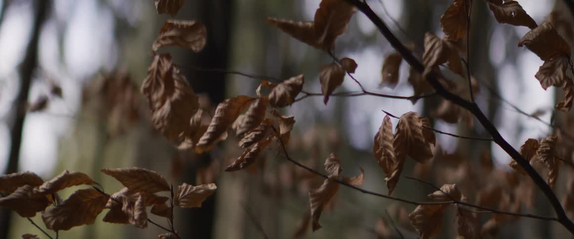 Dry brown leaves remain attached to a thin tree branch in a forest