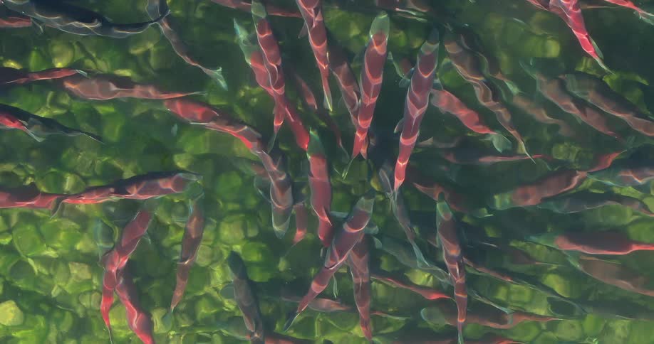 A group of fish swimming outdoors