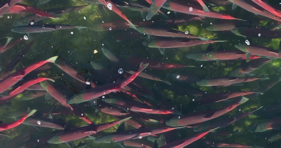 A large number of long fish slowly swim through clear water