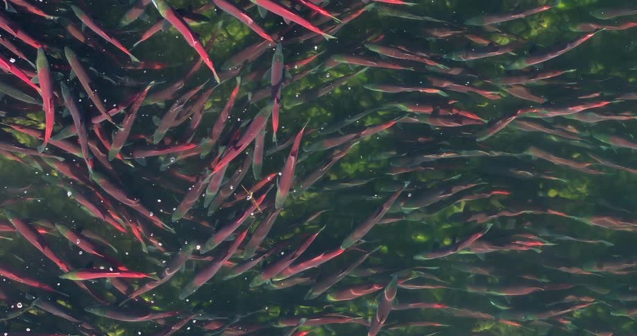 A group of fish swimming in the water