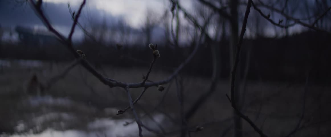 Branches with buds on leafless trees sway in the wind in winter after dusk
