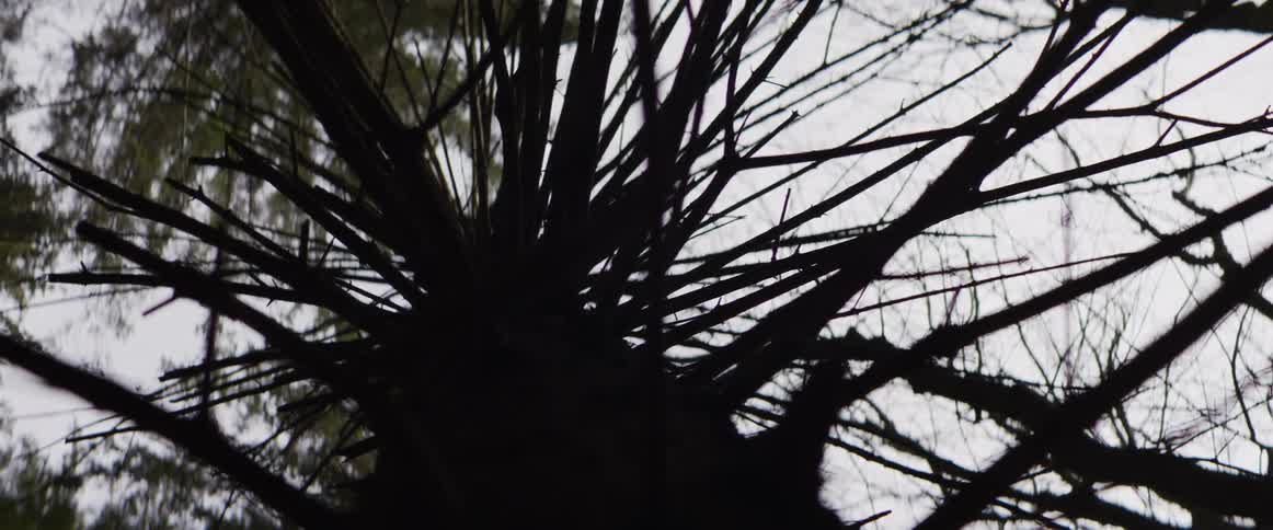A view looking up at a tree