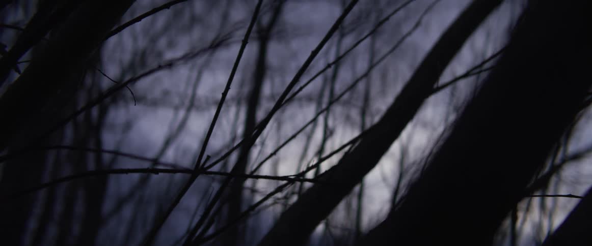A close up view of a tree in a forest