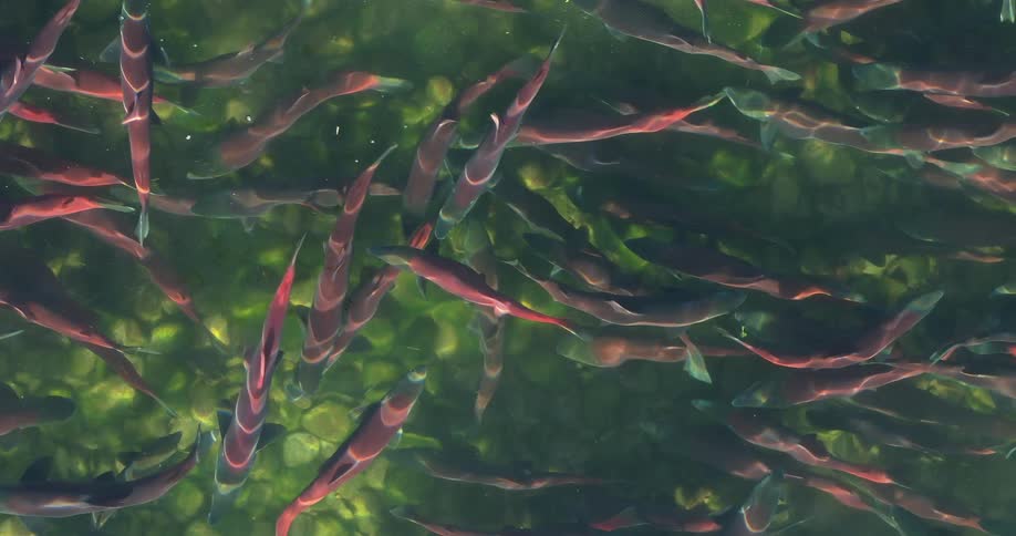 A school of fishes swimming at the surface of the water at midday
