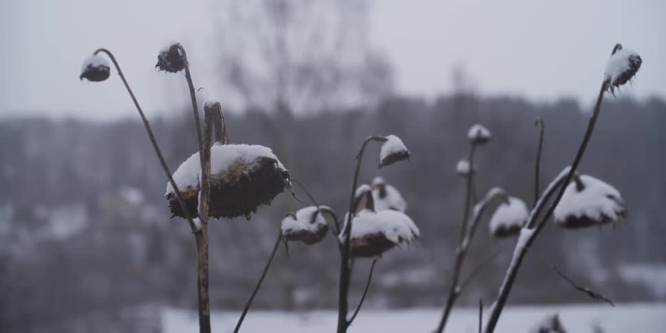 Dry plants covered with snow in a winter landscape