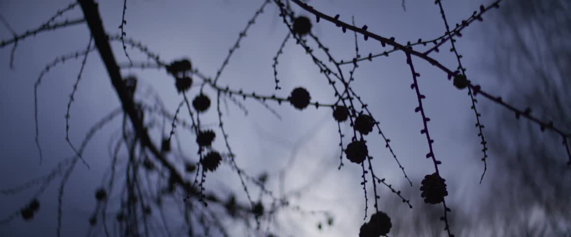 Small flowers hang from the branch of a leafless tree under a cloudy sky