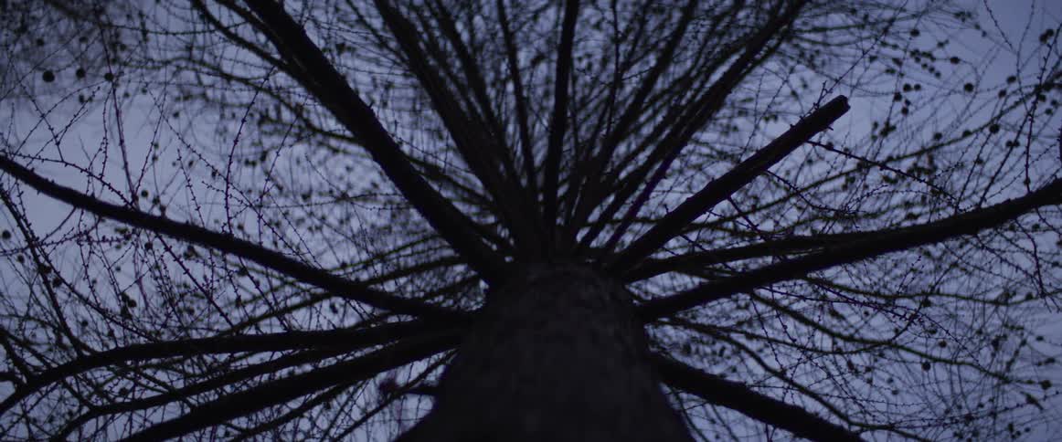 This video features a lowangle shot looking directly up the trunk of a tall needlebearing tree toward the dark evening sky the bare intricate branches fan out symmetrically from the center creating a stark and moody silhouette against the fading lig