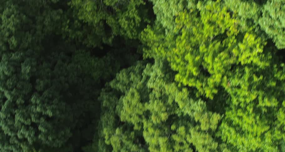 Aerial view of dense treetops in a forest