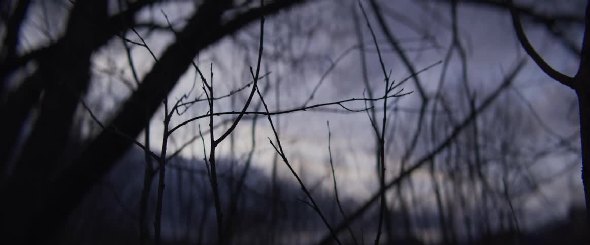Bare thin branches stand in the foreground against a dark blue and grey twilight sky while the silhouettes of a dense winter forest and distant hills fade into the cold evening light