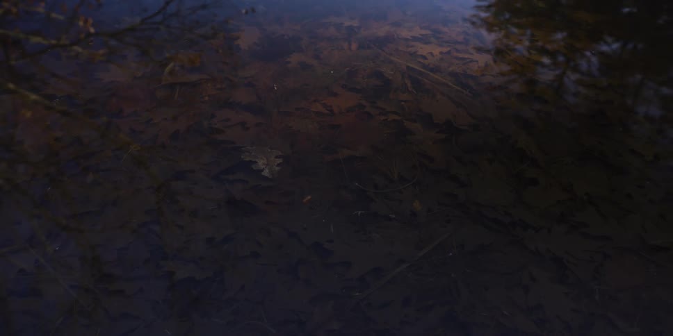 Oak leaves rest at the bottom of a shallow pond while reflections of bare trees and a blue sky shimmer on the dark surface of the water