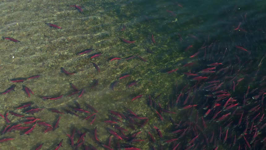 A large school of sockeye salmon with vibrant red bodies and dark heads swims through clear shallow water over a rocky bed the fish are densely packed on the right side of the frame thinning out toward the sunlit pebbled surface on the left