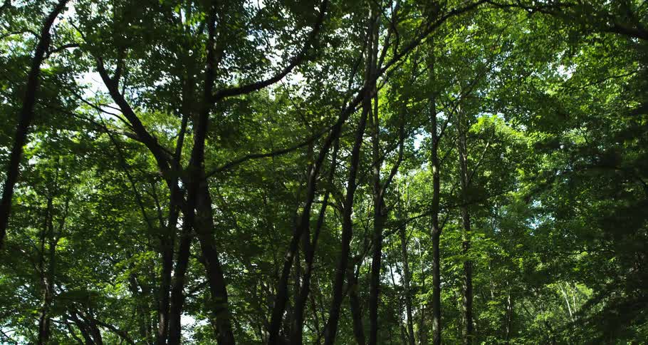Sunlight shines on the leaves of trees in the forest