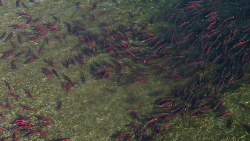 A high angle view shows a large school of bright red sockeye salmon swimming in the clear shallow water of a river over a pebbled bed during the spawning season