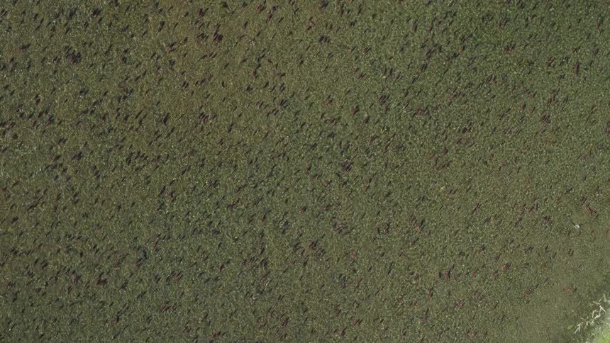 Red salmon migrating in large numbers swimming on the surface of the river at midday