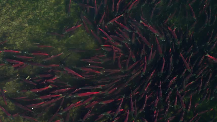 The large school of fish swim underwater