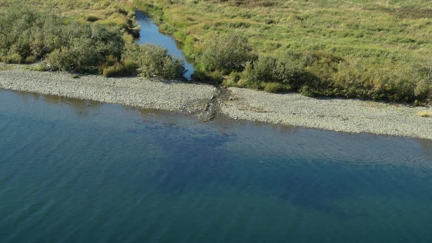 Aerial view of river with school of fish near rocky shoreline and vegetation