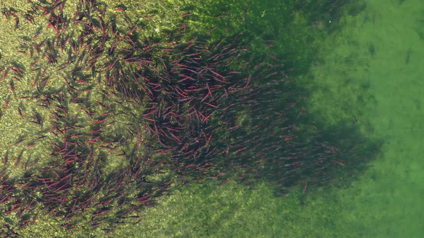 An aerial view of a school of fish swimming in the water
