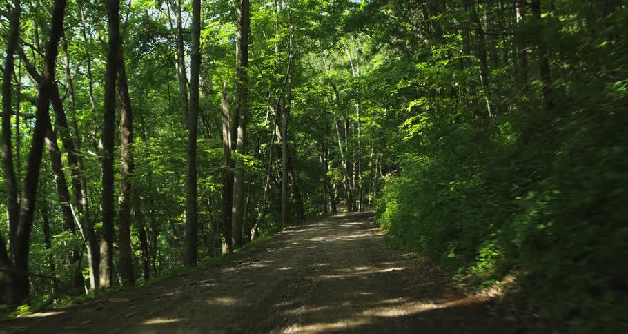 A dirt path winds through a dense sundappled forest filled with towering green treesthe camera moves forward along the trail capturing the play of light and shadow across the wooded landscape