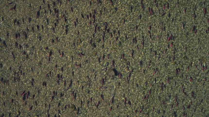 A large school of fish swimming on the surface of a river at midday