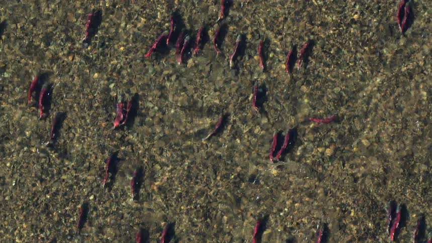 Sockeye salmon swim upstream over a rocky riverbed in a shallow stream