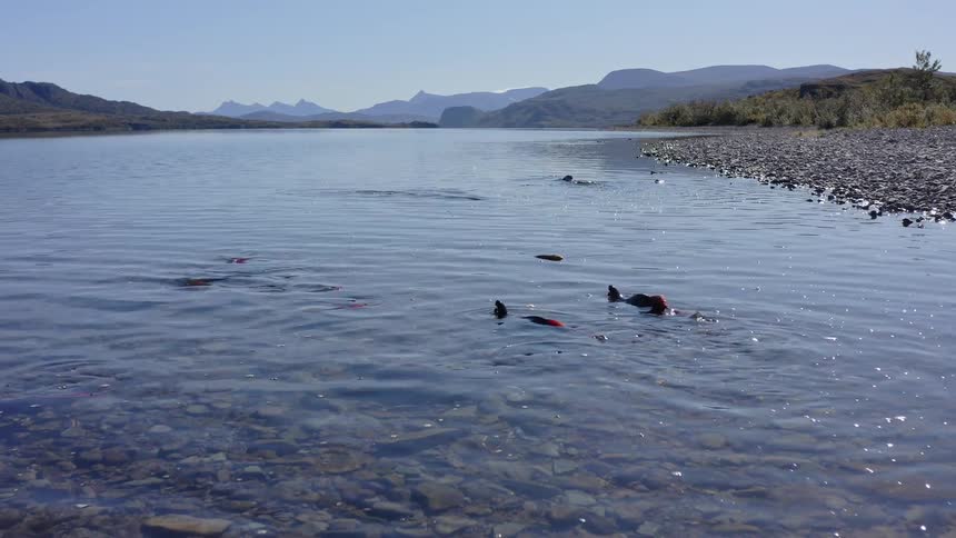 Salmon swim upstream in a shallow clear river with mountains in the background
