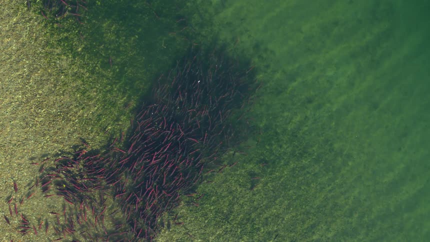 A dense school of fish gliding over shallow green water creating a mesmerizing pattern