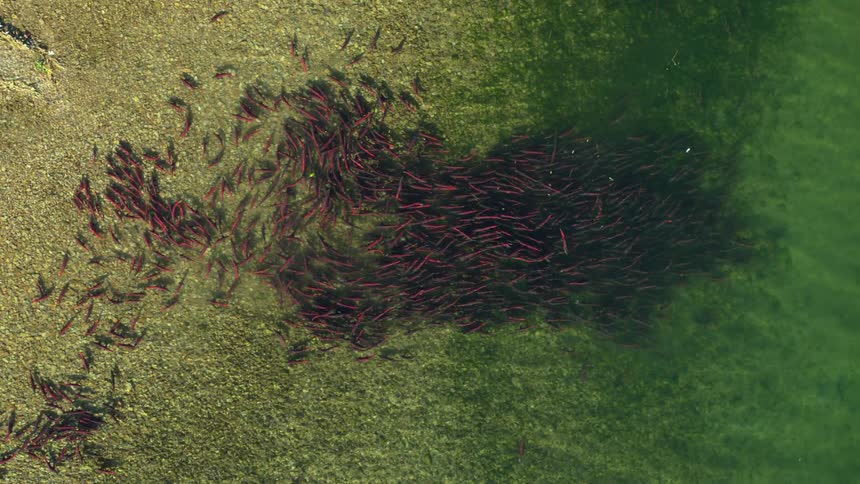 A large school of red sockeye salmon swims in a dense cluster over a shallow rocky riverbed where the clear water meets a mossy green bank