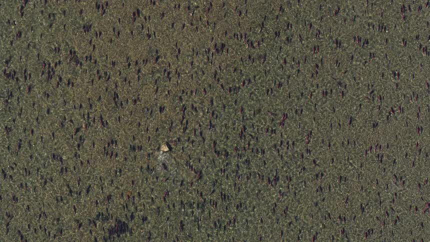 A top view shows thousands of red sockeye salmon filling clear shallow water during a massive migration in alaska as a single white bird flies over the school