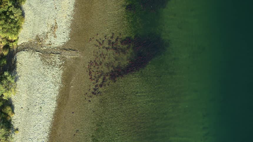 An aerial top view shows a school of red sockeye salmon swimming in clear green water near a rocky shoreline during the spawning season in alaska