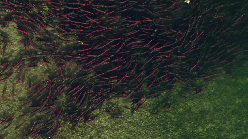 A large school of spawning sockeye salmon swimming at the surface of the river at midday